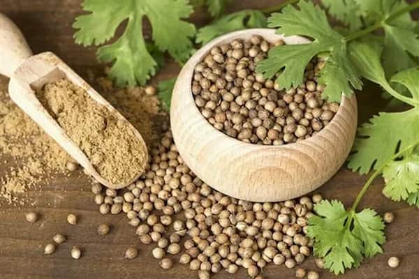 تصویر 5 از قیمت خرید تخم گشنیز ادویه با فروش عمده